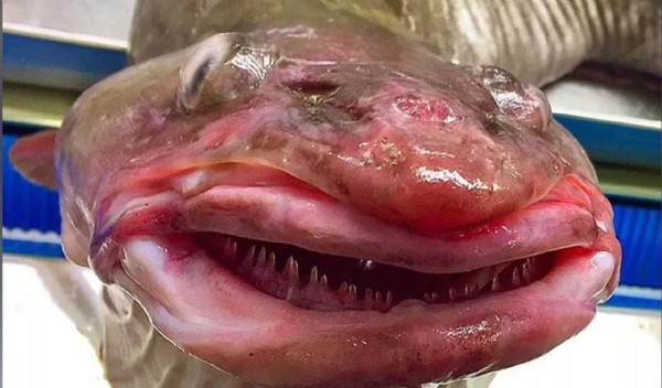 Denizin dibinden 'uzaylı' çıktı! Bu balığı gören herkes aynı yorumu yaptı